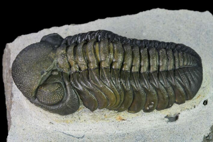 Nice, Austerops Trilobite - Visible Eye Facets #165911